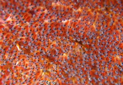 One happy family smiling at the camera. Clownfish eggs. S... by E&e Lp 